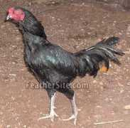 Tuzo
