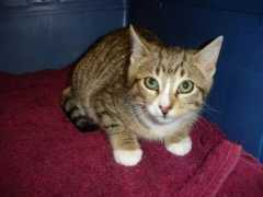 purrfectcats.org Twain