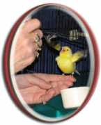 birdpoet.com Tweeky