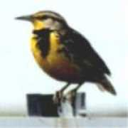 christinevadai.com Tweme