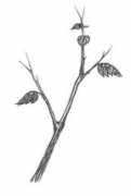 Twig