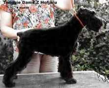 mikesutischnauzer.com Twiggie