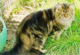 blazerscats.com Twila