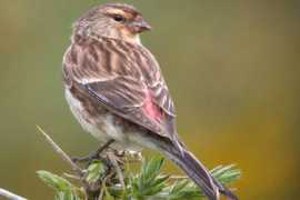 birding.in Twite