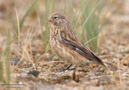 satie.co.in Twite