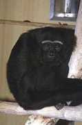 gibbons.de Twyc