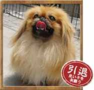 tim-kennel.jp Tyatya