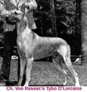 Tybo