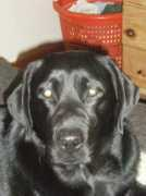 Tyce