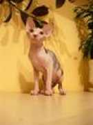sfinxcat.narod.ru Tychinin