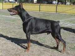 dobermann.pl Tylan