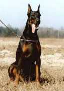 dobermann.pl Tylan