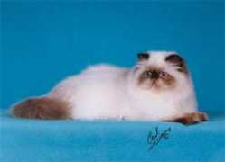 tylandcattery.com Tyland
