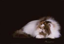 tylandcattery.com Tyland