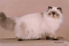 tylandcattery.com Tyland