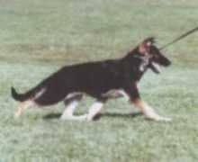 Tymon