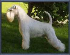 Tynni