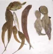 Tyoka