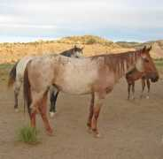 jnbarquarterhorses.com Tyroan