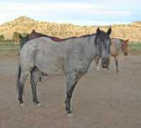 jnbarquarterhorses.com Tyroan