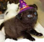 johnsoncountyhumane.org Tysh