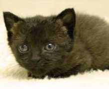 johnsoncountyhumane.org Tysh