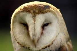 Tyto