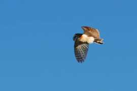 Tyto