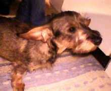 Tytti