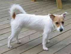 Tytti