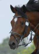 Tzar