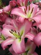 thelilygarden.com Tzn