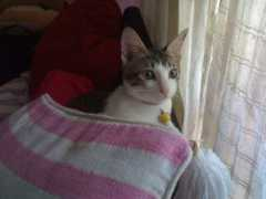 Ucum