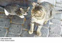 jpost.com Udasin