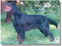 gordonsetter.com.au Udella