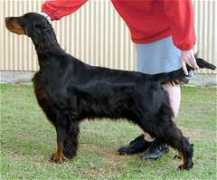 gordonsetter.com.au Udella
