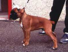 Udo