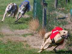 whippetzuechter.de Udron