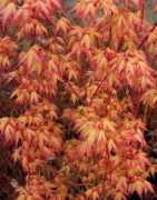 bodwen-nursery.co.uk Uenoyama