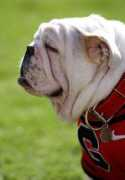 Uga