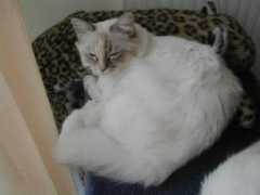 mainecoon-france.com Ugoline