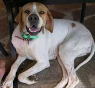 pointer.free.fr Ugoline