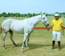 polobarn.com Uisa