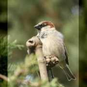 fotokritik.com Ulaba