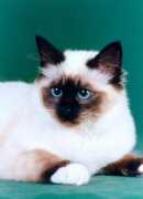 birman.org Ulanova