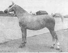 gelderlanderhorse.nl Ulanta