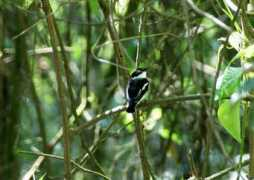 worldbirds.eu Ulcia