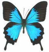 entomologi.narod.ru Uliss
