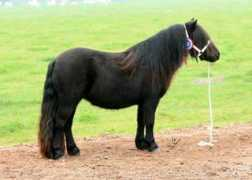 shetlandponyweb.nl Ulivia