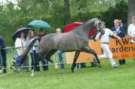 schermerdressage.com Ulivia